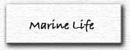 Marine Life